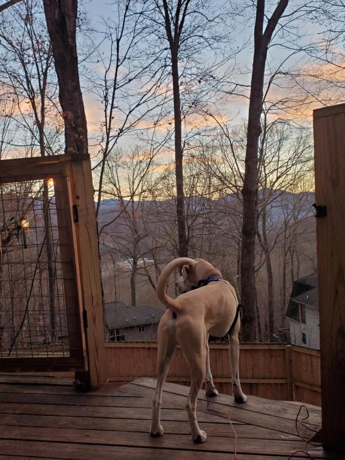 Willa Treehouse Cathedral In Blue Ridge Mountains, Nc Burnsville Zewnętrze zdjęcie